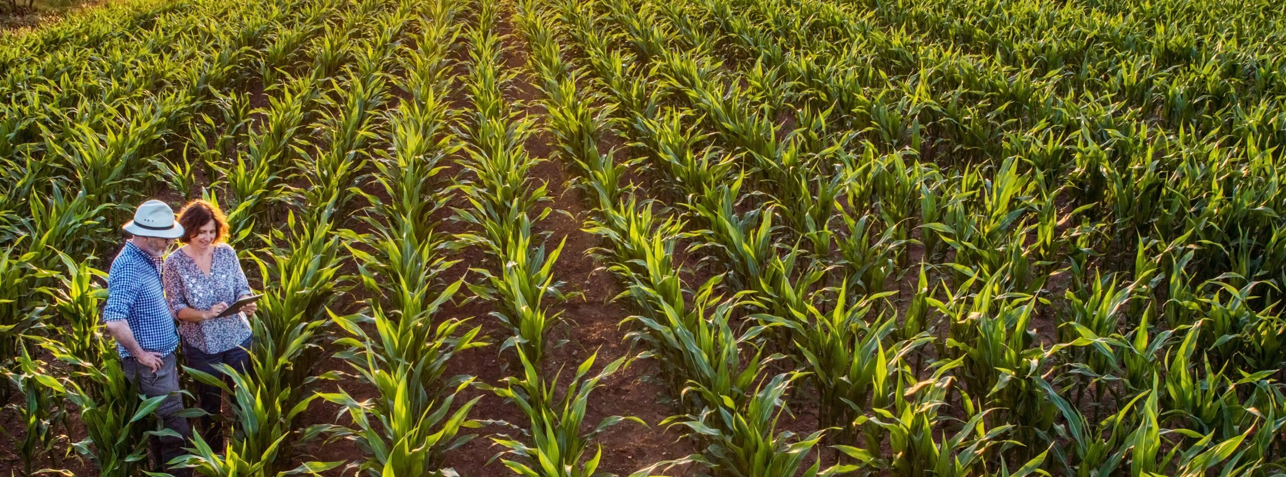 farmers in corn field